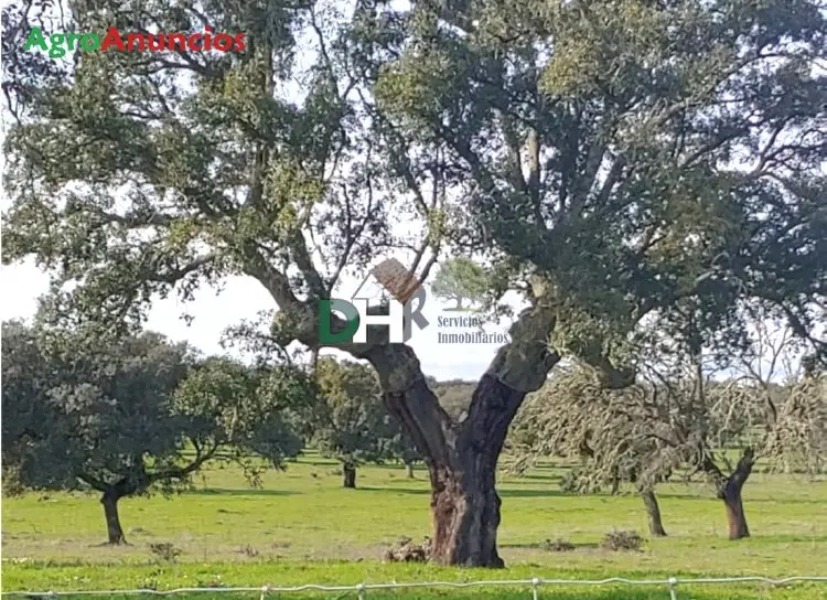 Venta  de Finca ganadera en Cáceres