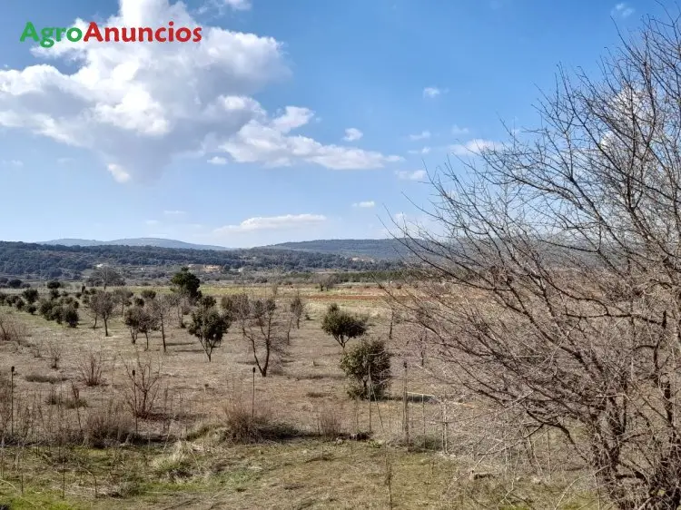 Venta  de Fincas rústicas truferas en Castellón