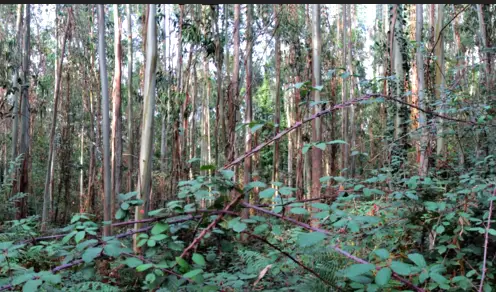 Venta  de Finca forestal en Cantabria