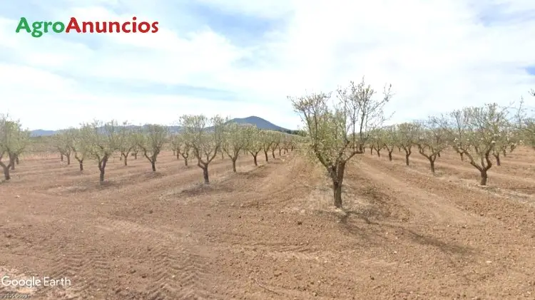 Finca de Almendros en Yecla Murcia con Posibilidad de Vivienda