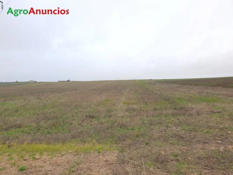 Venta  de Finca de regadío en Badajoz