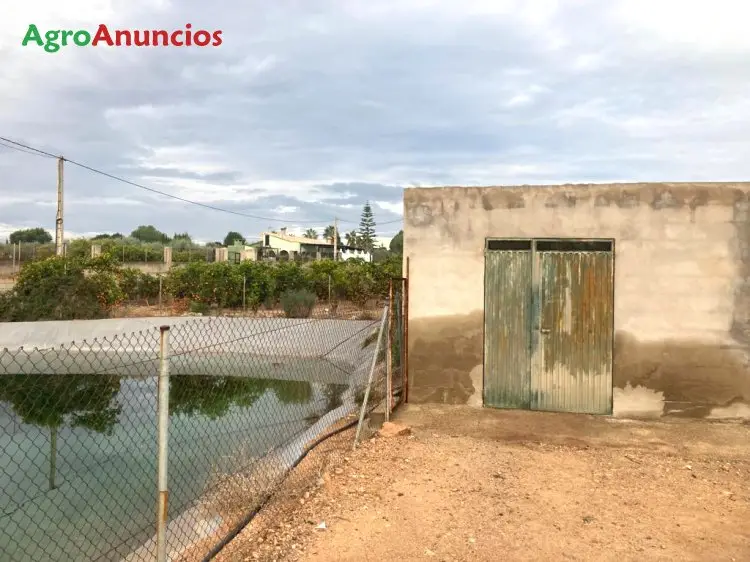 Venta  de Finca de naranjos clemenules y lane late con riego por goteo en Castellón