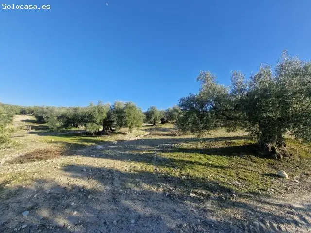 Terreno Rustico con Olivos en Montilla Cordoba