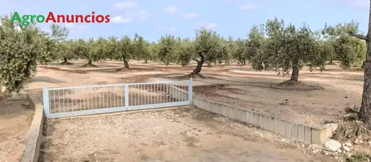 Venta  de Finca de olivos de regadio en Castellón