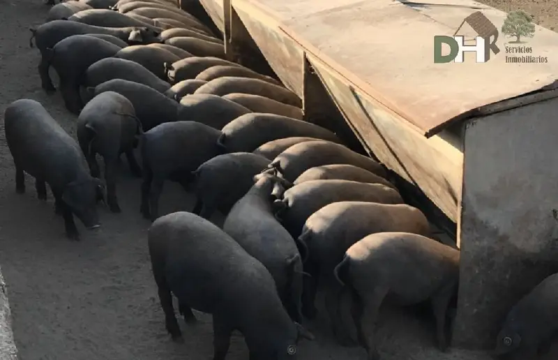 Venta Finca Rustica 370 Hectareas Badajoz Ganaderia