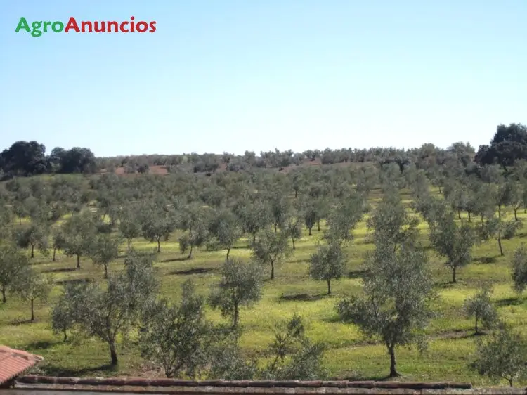 Venta  de Finca de olivos de regadio en Badajoz