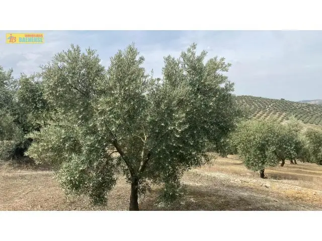 Olivar Productivo Cerca Del Pueblo