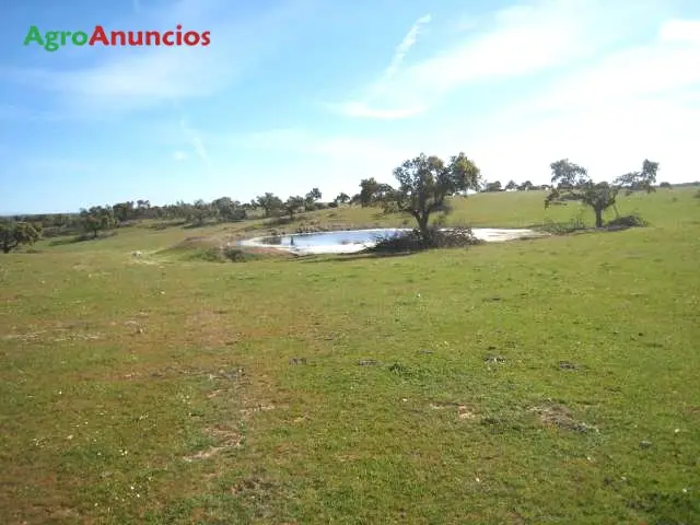 Venta  de Finca ganadera con caza en Cáceres