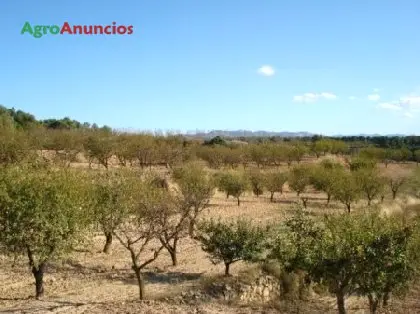 Venta  de Finca de almendros en Tarragona