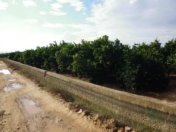 Campo de Naranjos en Alzira 056ha Variedad Navelina