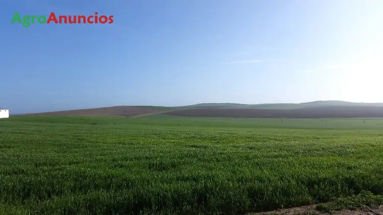 Venta  de Terreno de secano en Sevilla