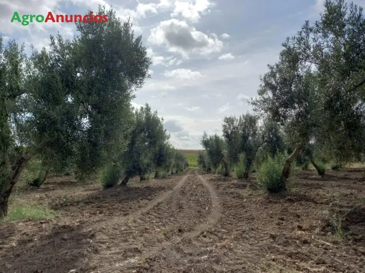 Venta  de Finca de olivar manzanilla y gordal en Sevilla