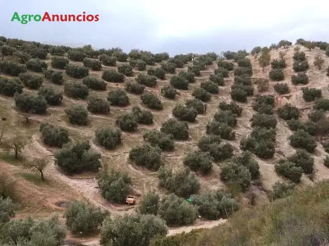 Venta  de Finca de olivar y almendro con casa en Granada