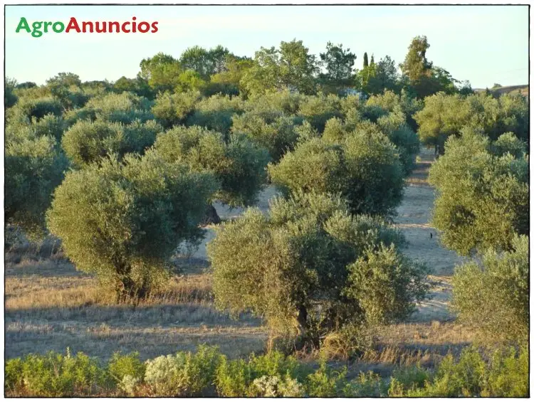 Venta  de Finca de almendros en Toledo