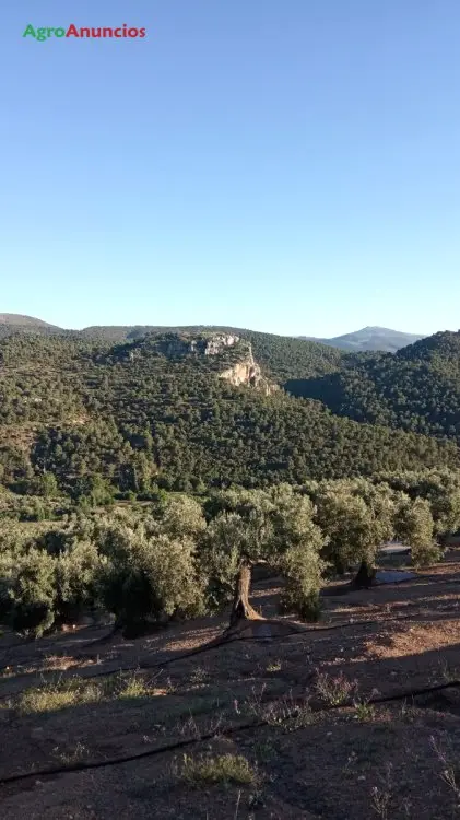 Demanda  de Finca de olivos en Jaén