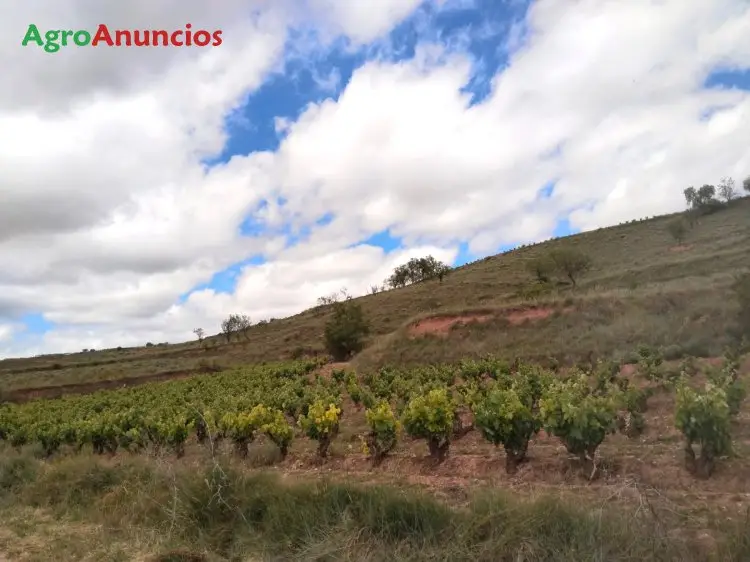 Venta  de Finca con viñedo en vaso tempranillo tinto en La Rioja