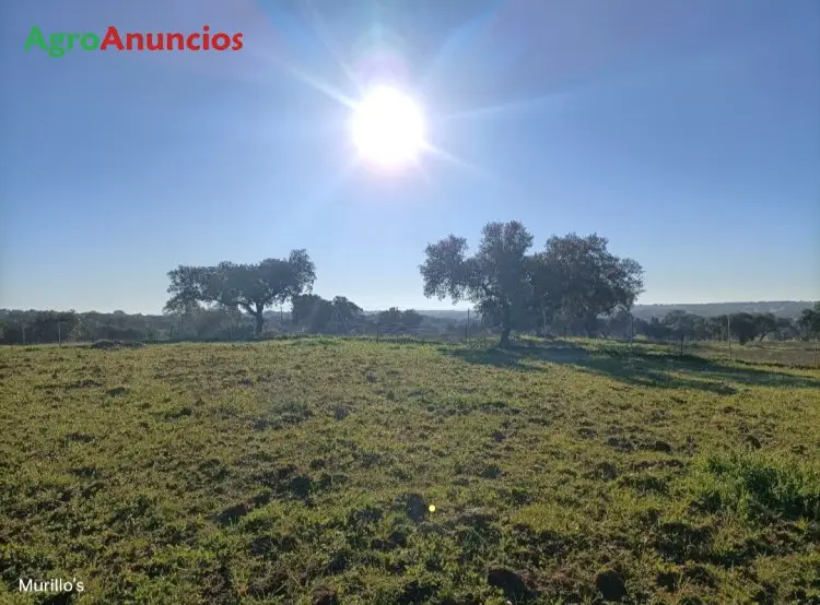 Venta Finca Recreo Badajoz 2500m2 Malasaradas