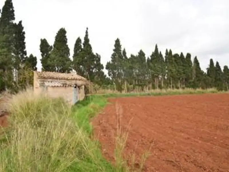 Finca Rustica 5684m2 Muro Mallorca