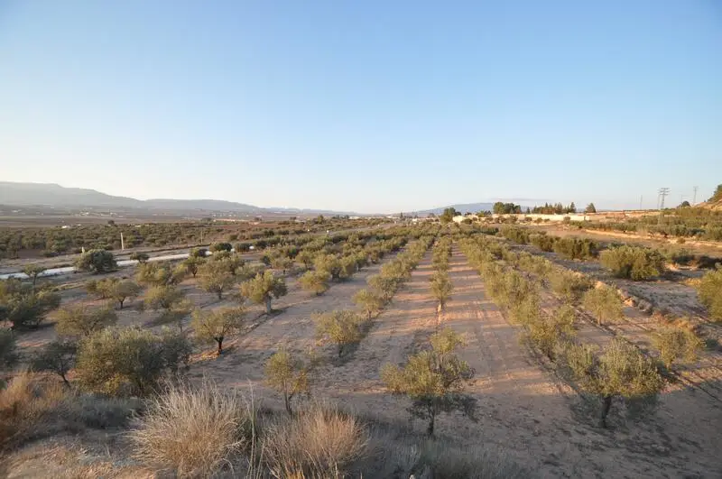 Terreno Agricola con Olivos en Pinoso Alicante