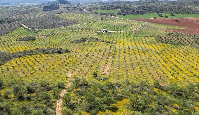 Granja de Olivos Ecológicos en Venta Archidona