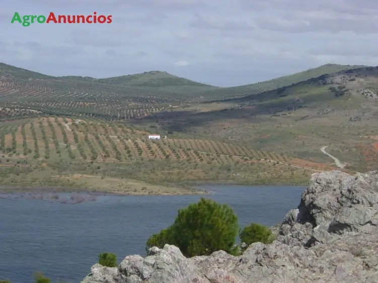 Venta  de Finca de olivar con nave industrial en Toledo