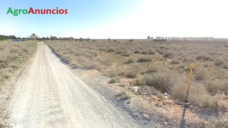 Finca Regadío Cultivos Tradicionales Elche Alicante