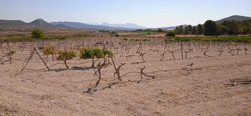 Terreno en Venta Pinoso Alicante 10000m2