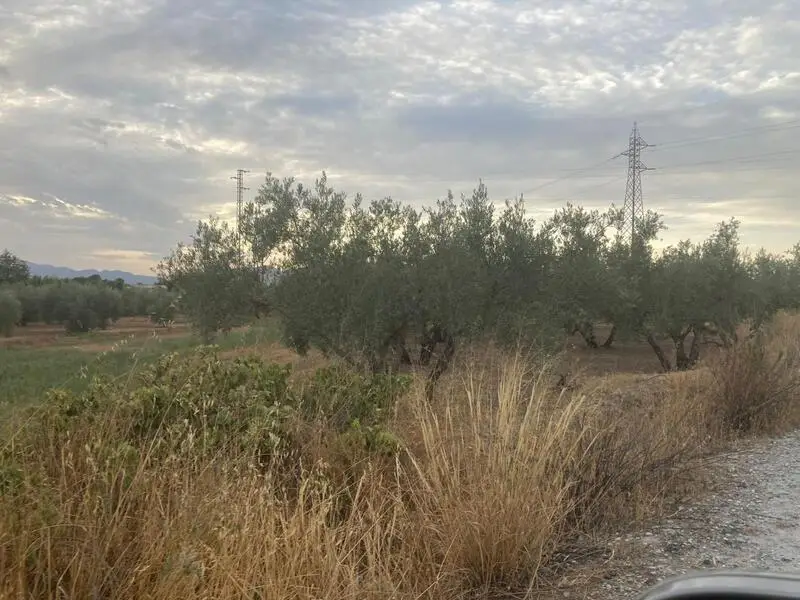 Parcela Rustica en Venta Albolote Granada