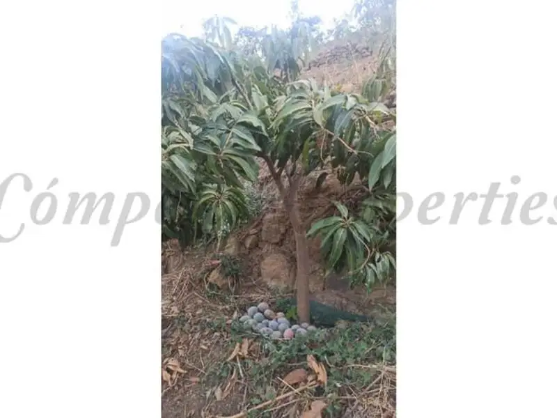 Plantación Mangos Frigiliana 3400m2 Alta Producción