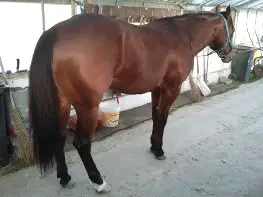 Demanda  de Finca de recreo en Gipuzkoa