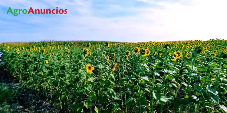 Venta  de Finca de regadío en Lleida