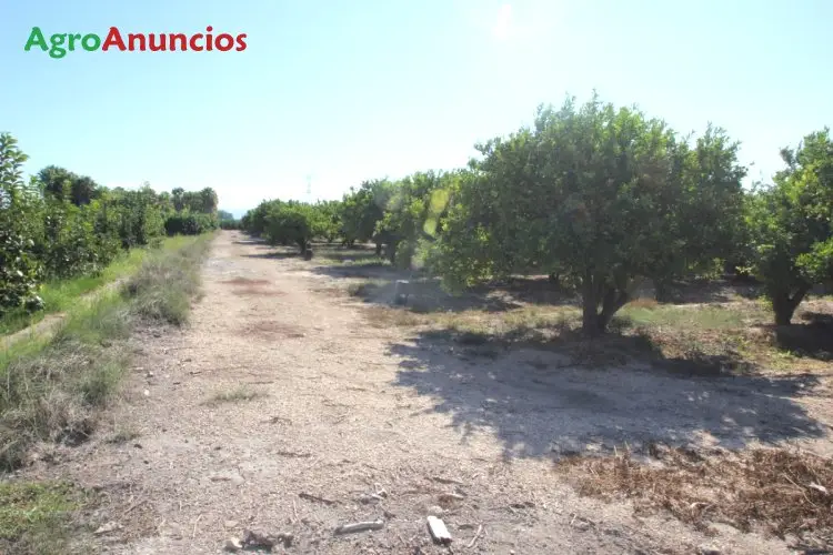 Venta  de Fincas de kakis y mandarinas en Valencia