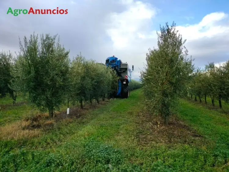 Venta de Finca de Olivos Superintensivos en La Rioja