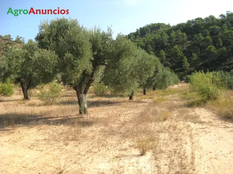 Venta  de Finca de olivos empeltre en Tarragona