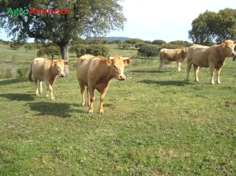 Venta  de Finca ganadera con buenos pastos en Cáceres