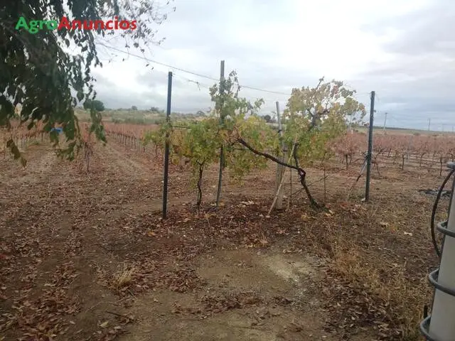 Venta  de Finca con viña en espaldera en Toledo