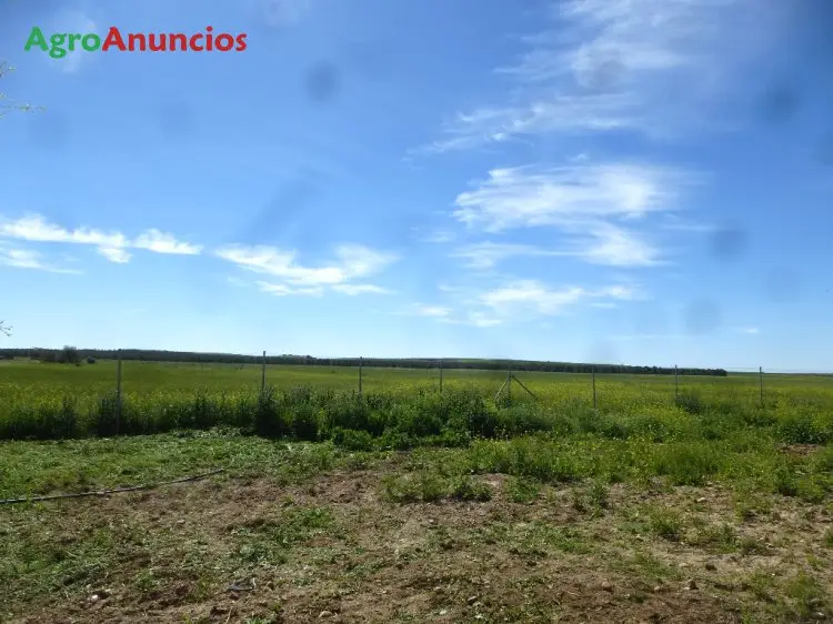 Venta  de Finca de labor de regadío y pastos en Toledo