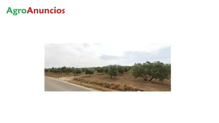 Venta  de Finca de olivos en Málaga