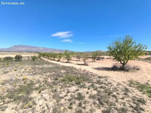 Parcela Almendros Jumilla Cerca Pinoso Inversión Agricola
