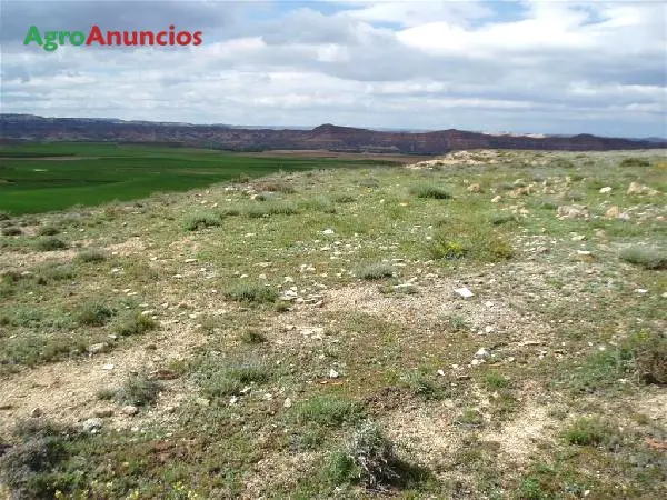 Venta  de Finca agricola de cereal en Soria