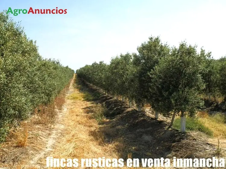Venta  de Finca de olivos superintensivos en Toledo
