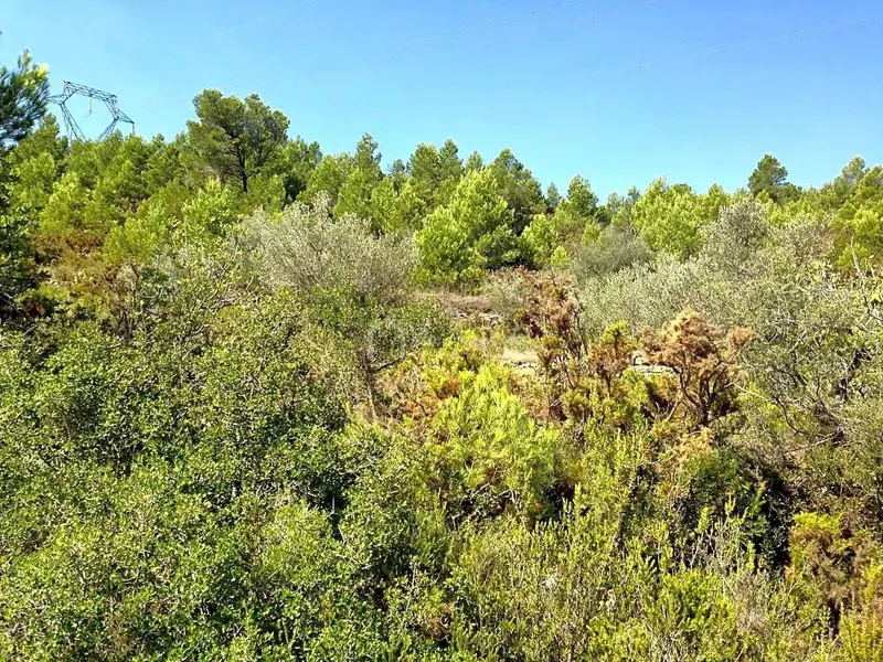 Finca Rustica en El Perello con Olivos