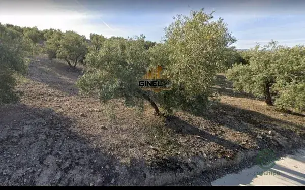Finca Rustica 25000m2 con Olivar en Jaen para Inversores