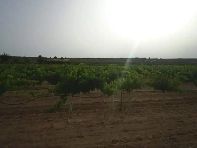 600000m2 Terreno en Venta Yecla Murcia Agua Electricidad