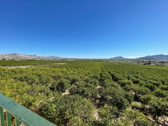 Finca de Limon en Murcia 6 Dormitorios Villa Chalet Casa de Invitados