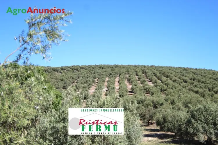 Venta  de Finca de olivos picual y marteño en Córdoba