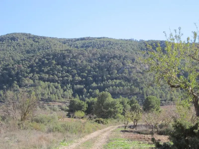 Terreno en Villena Alicante 20050m2 Olivos Almendros