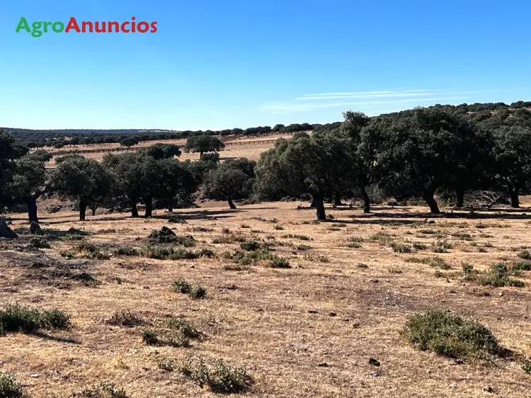 Venta  de Finca ganadera con casa en Salamanca