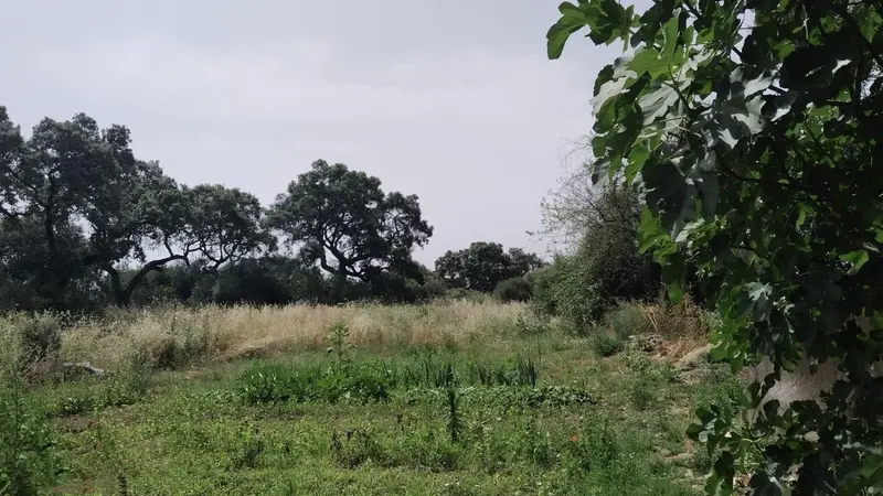 Venta Terreno 5000m2 Alcolea Cordoba