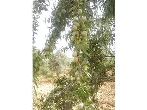 Venta  de Finca de almendros. en Valencia